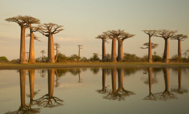 ■中東埃及北非5-30天上網卡■ 6